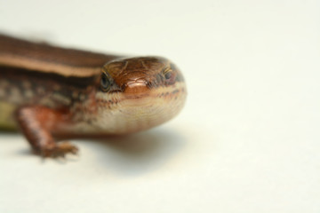 Skink close-up, skink macro image on a white background