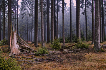 trees in forest