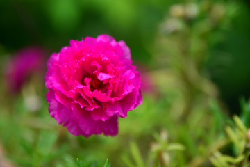 Beautiful Portulaca oleracea flowers