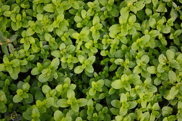 Mint leaves, peppermint leaves of mint on green background, Closeup of fresh mints leaves texture or abstract background, Green fresh mint , selective focus