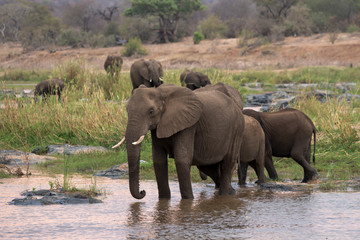 Éléphant d'Afrique, Loxodonta africana, Parc national Kruger, Afrique du Sud