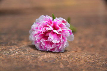 Beautiful Portulaca oleracea flowers