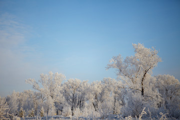 Beautiful winter frosty forest covered with snow and hoarfrost