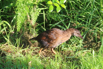 Weka flightless bird