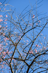 Flowers of the tiger king, similar to Sakura. It is cool and usually has a high mountain range north of Thailand. 