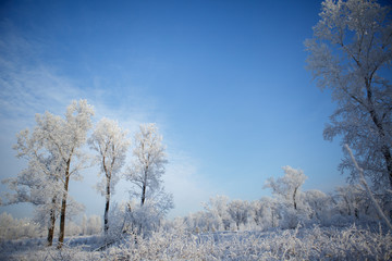 Beautiful winter frosty forest covered with snow and hoarfrost