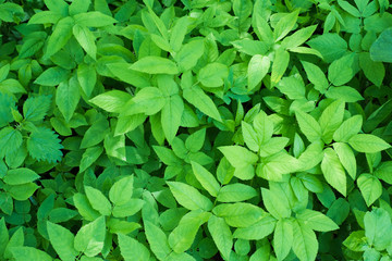 background of a lot of green plants