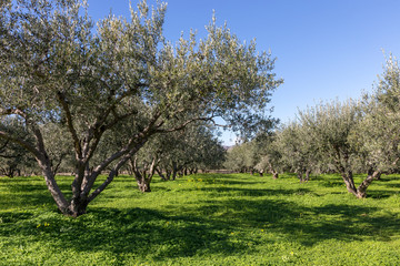 Fototapeta na wymiar Olives trees in Crete Greece