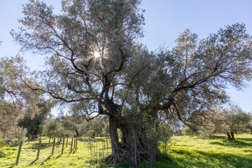 Fototapeta premium Olives trees in Crete Greece