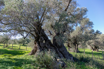 Olives trees in Crete Greece