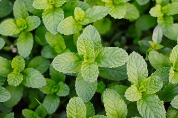 Fototapeta na wymiar Mint leaves, peppermint leaves of mint on green background, Closeup of fresh mints leaves texture or abstract background, Green fresh mint , selective focus
