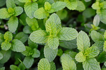 Mint leaves, peppermint leaves of mint on green background, Closeup of fresh mints leaves texture or abstract background, Green fresh mint , selective focus