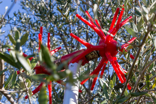 Close up of tool for picking olives in Crete Greece - Powered by Adobe