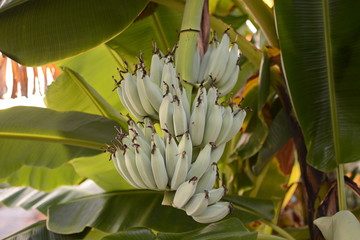 Banana tree. Banana flower. Banana leaf. Banana plant. Banana fruit.Tropical banana.