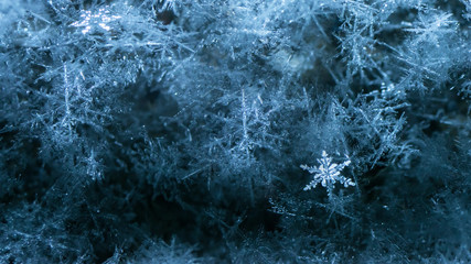 New Year and Christmas abstract icy snowy background with real snowflakes macro in cold blue tones. Cold winter background