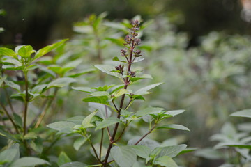 Fresh basil. Green basil. Green basil Food background. A lot of basil.