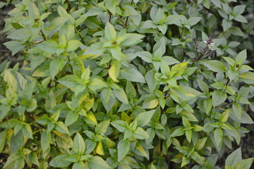 Fototapeta premium Fresh basil. Green basil. Green basil Food background. A lot of basil.