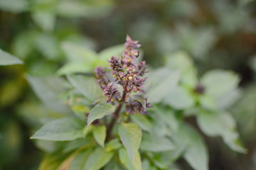 Fresh basil. Green basil. Green basil Food background. A lot of basil.