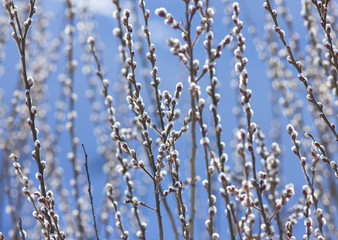 Willow branches in spring
