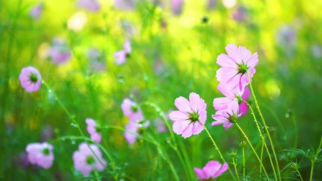 cosmos flower with water drop and wind blow