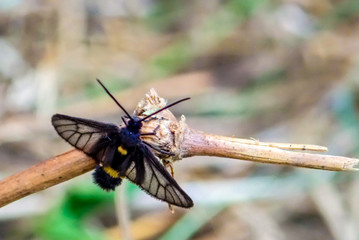 Small butterfly perched on grass 