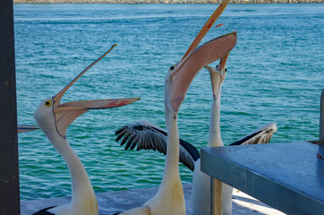 Pelicans feeding, Forster NSW Australia