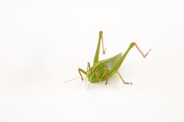 grasshopper isolated