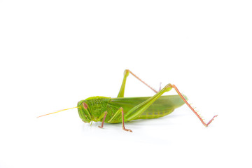 grasshopper isolated