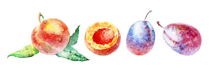 Fruit on white background. Watercolor illustration. Set of plant elements for design and creativity