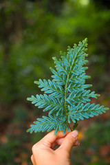Close-up fresh green pine tree branch on hand