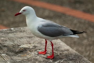 Tarapunga, red-billed gull