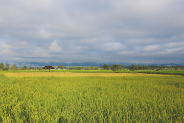 Rice field and sky background, Rice Field in the Morning