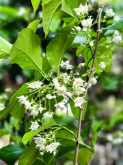 Vallaris glabra