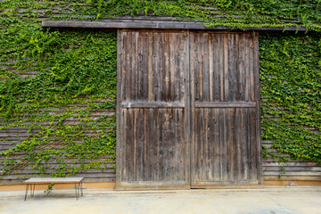Big wooden door with green ivy climber leaves