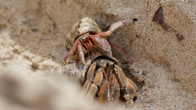 Hermit Crab (Dardanus megistos) shell crustacean on the beach