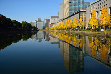東京の皇居お濠沿いの銀杏並木