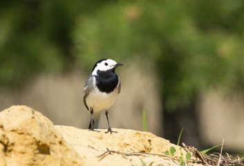 White Wagtail on the ground