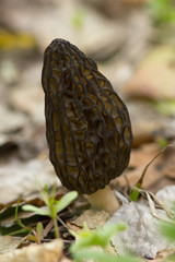 Black Morel (Morchella elata) on the ground
