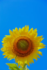 Yellow sunflowers are turned to the warm sun.