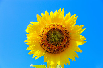 Yellow sunflowers are turned to the warm sun.
