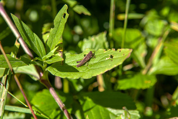 insects enjoy a dark summer day