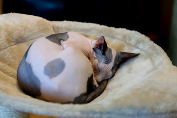 Cat sphinx without hair sleeping 