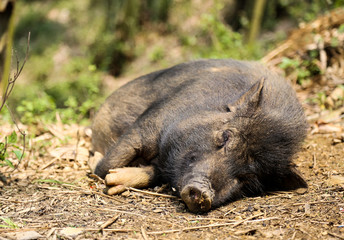 Wild boar in spring forest Sleeping Wild Boar