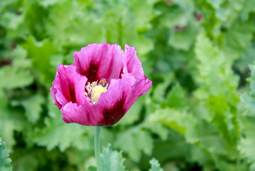 Red and pink poppies with wildflowers