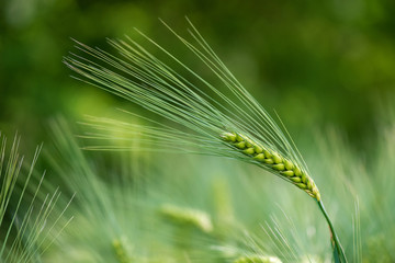 Barley grain is used for flour, barley bread, barley beer, some whiskeys, some vodkas, and animal fodder.