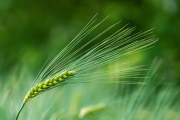 Barley grain is used for flour, barley bread, barley beer, some whiskeys, some vodkas, and animal...