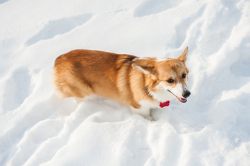 Corgi dog posing in snowy winter nature