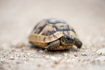 Close up of a young Greek turtle in its natural environment - macro, selective focus, space for text