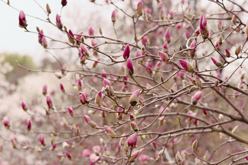 Amazing magnolia flowers in the spring season