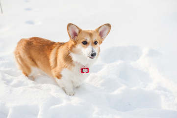 Corgi dog posing in snowy winter nature